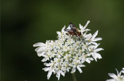 Ectophasia crassipennis